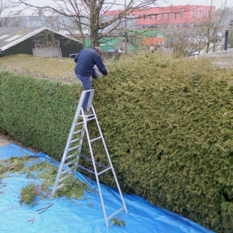 Inkorten hoge coniferenhaag in wijk De Maten, Apeldoorn